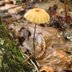 Marasmius siccus 'Orange Pinwheel Mushroom'